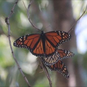 Meet your Posher, Dorothy